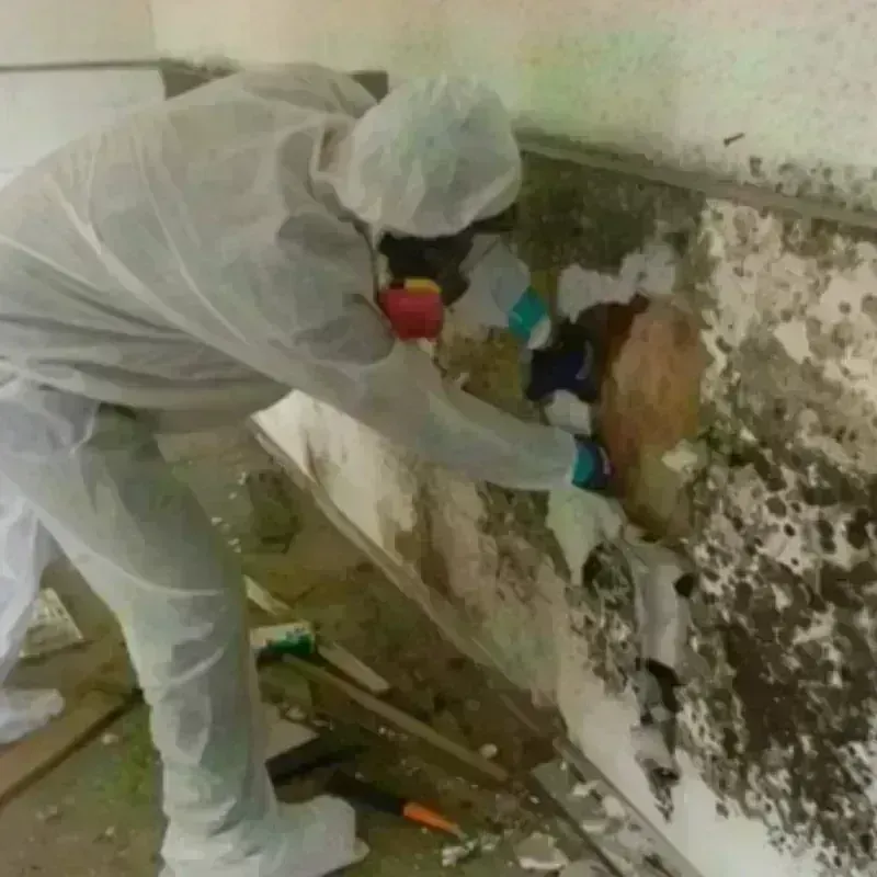 Mold Remediation and Removal in Wurtland, KY